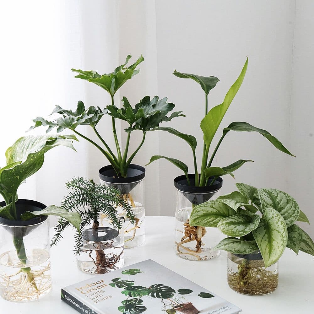 image-Cultivate Water Plants To Purify The Air Office Desktop Potted Plants