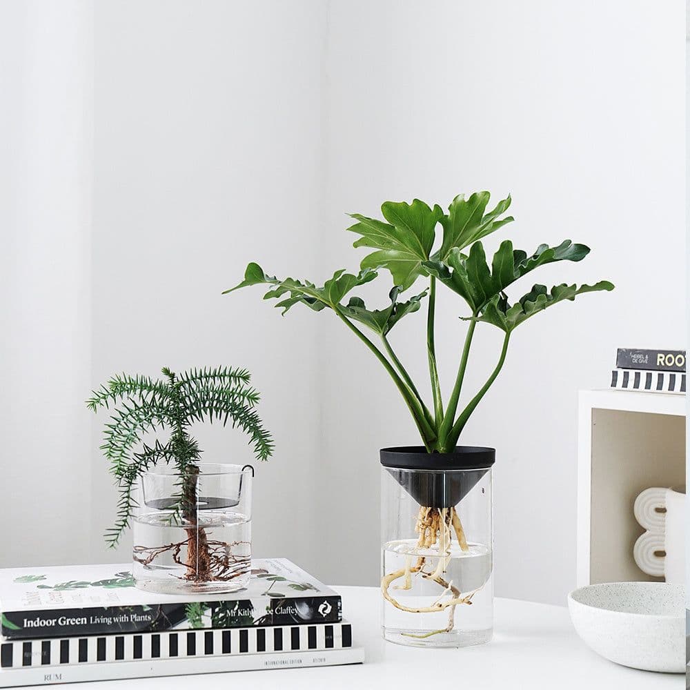 image-Cultivate Water Plants To Purify The Air Office Desktop Potted Plants