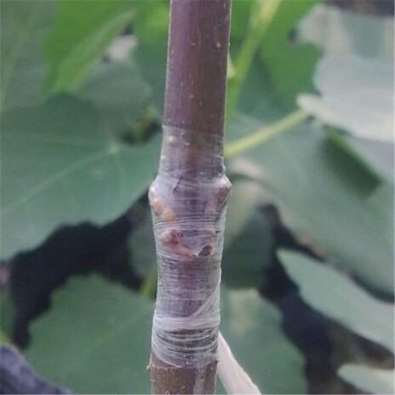 image-2CM x 100M / 1 Roll Grafting Tape Garden Tools Fruit Trees Secateurs Graft Branch Gardening bind belt PVC Tie Tape