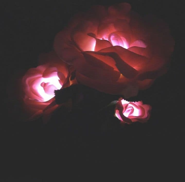 image-Solar rose lamp 3LED plug in the sun nen light garden garden light lawn light