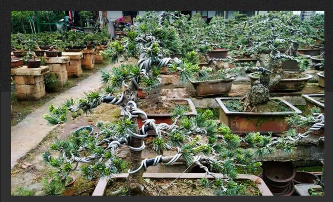 image-Gardening supplies bonsai modeling aluminum wire
