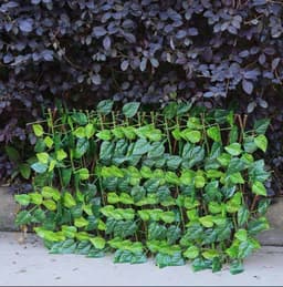 image-Plant Climb Trellis Extension Type Garden Buildings Anticorrosive Wood Pull Net Wall Fence Garden Home Wall Decoration