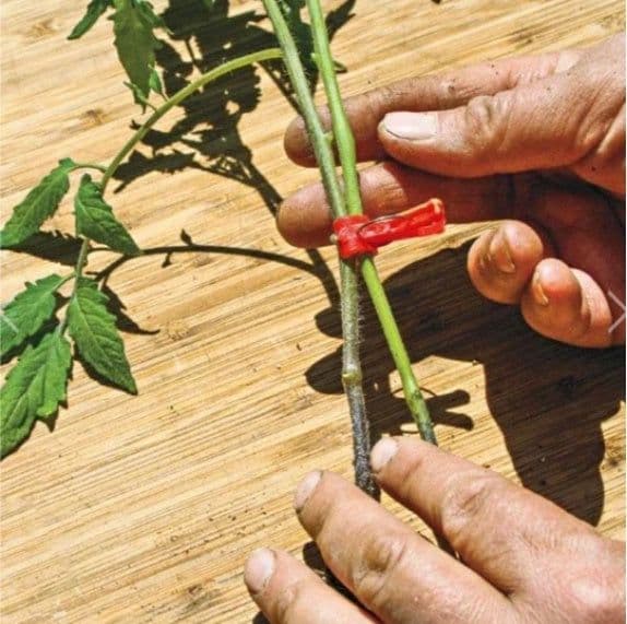 image-Watermelon sprout chili special clip