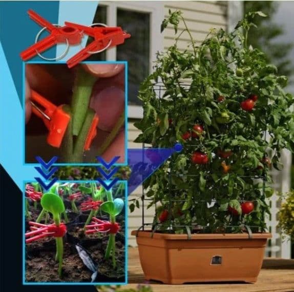 image-Watermelon sprout chili special clip