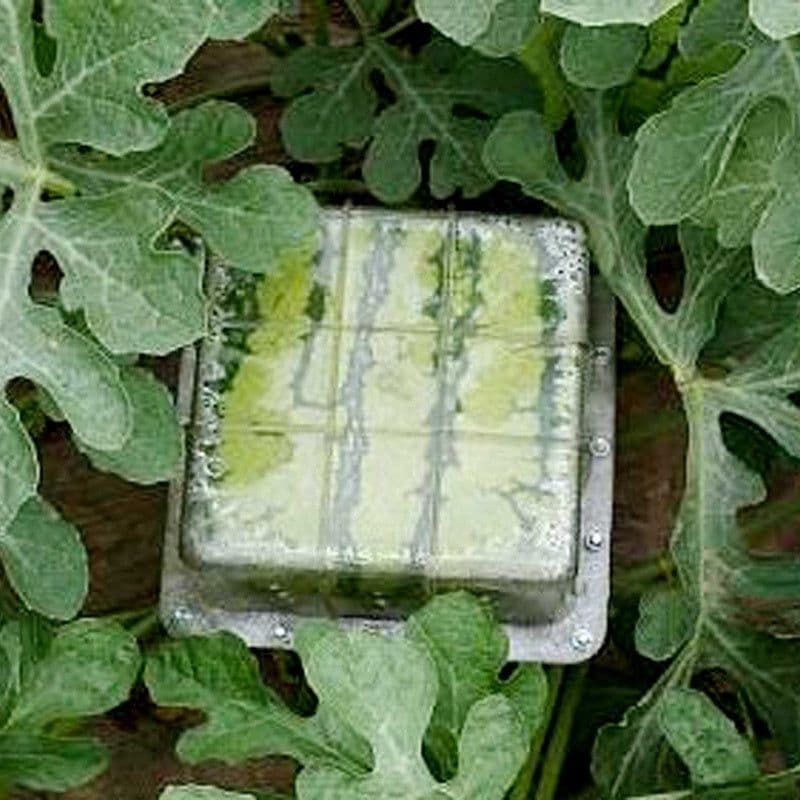 image-Square watermelon shaped growth mold