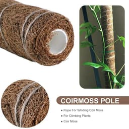 image-Green radish coconut palm sticks