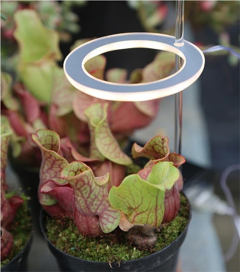 image-LED Grow Light Full Spectrum Phyto Grow Lamp USB Phyto Lamp for Plants Growth Lighting for Indoor Plant