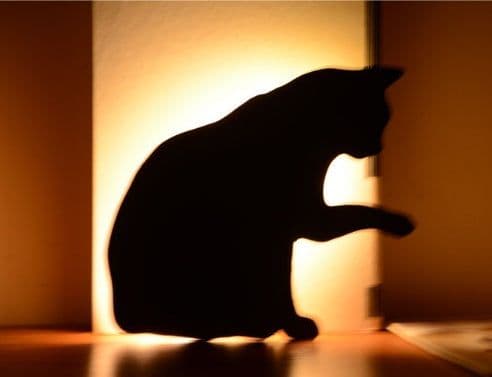image-LED Animal Dog Cat Shape Night Light Sensor Control Smart Sound Wall Lamp Home Corridor Balcony Night Lamp Baby Kids Sleep Lamps