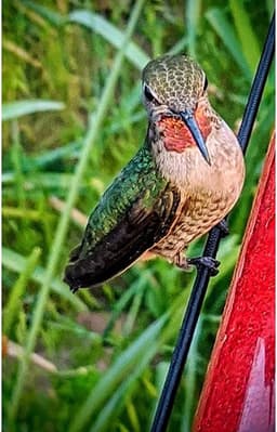 image-Hanging Long Tube Red Bird Feeder Hanging Hummingbird