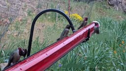 image-Hanging Long Tube Red Bird Feeder Hanging Hummingbird