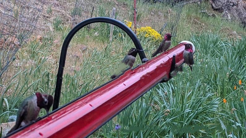 image-Hanging Long Tube Red Bird Feeder Hanging Hummingbird