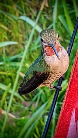 image-Hanging Long Tube Red Bird Feeder Hanging Hummingbird
