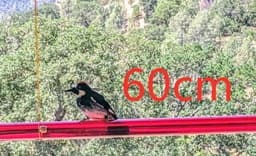image-Hanging Long Tube Red Bird Feeder Hanging Hummingbird