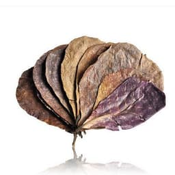 image-Olive Leaf Aquarium With Olive Leaf Lowers Ph Value, Lowers Acidity, Softens Water Quality, Aquatic Fish