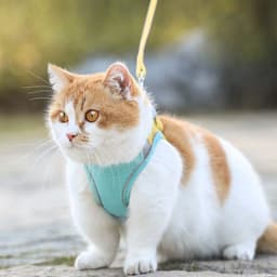 image-Cat Traction Rope Home Vest-Style Chest Harness Cute Anti-Stroke Cat Walking Rope