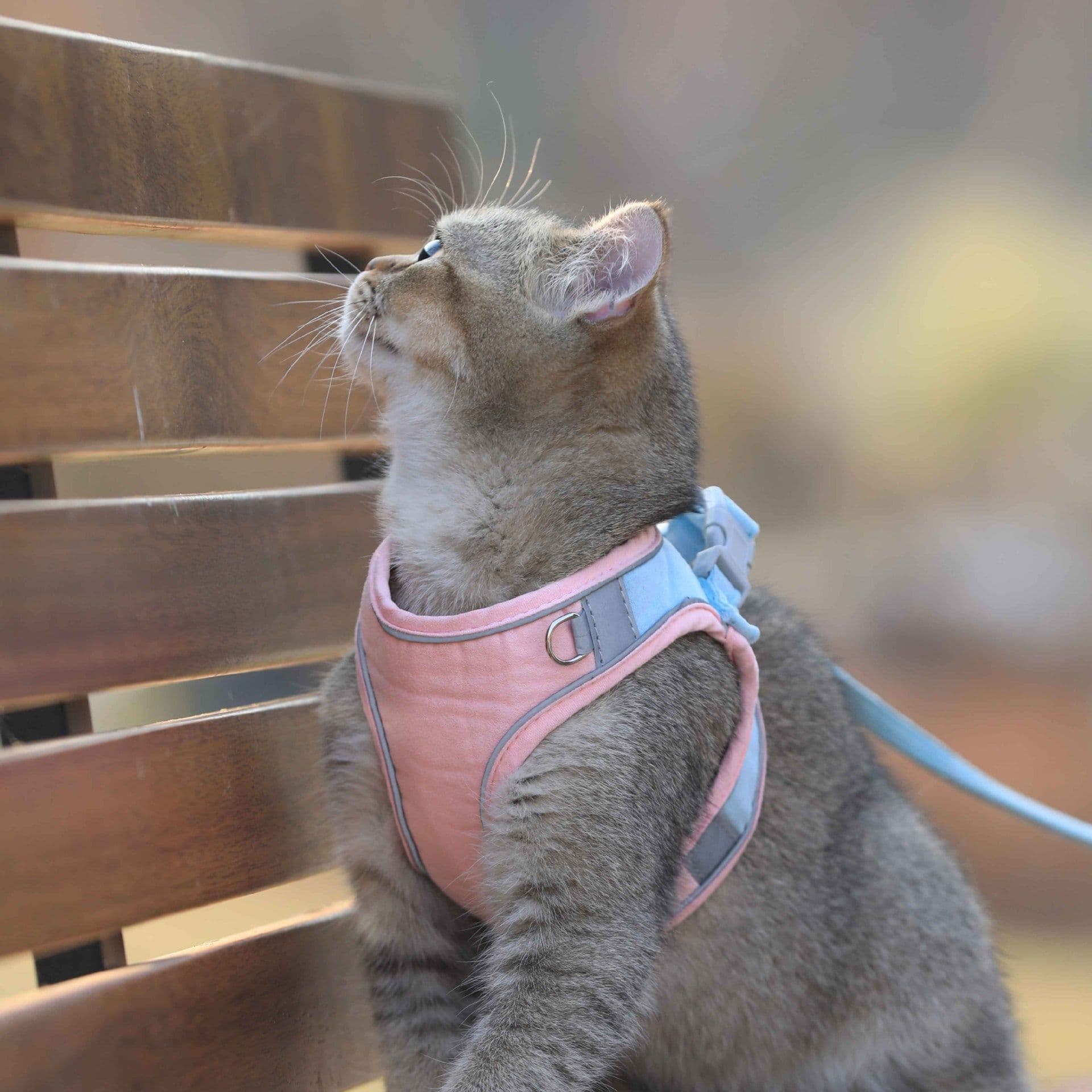 image-Cat Traction Rope Home Vest-Style Chest Harness Cute Anti-Stroke Cat Walking Rope