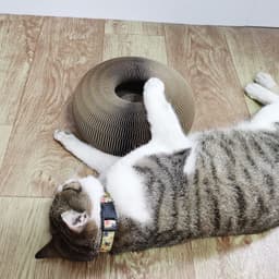image-Magic Organ Cat Scratchers 2 In 1 Funny Shaped Cat Scratching Board Foldable Convenient Recyclable Durable Cat Scratcher