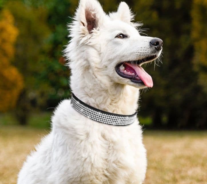 image-Pet Supplies Collar Diamond Rhinestone Buckle Dog Collar