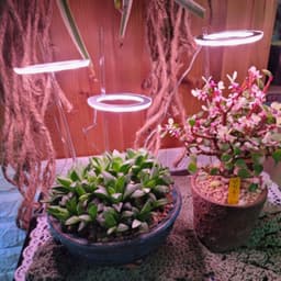 image-LED Grow Light Full Spectrum Angel Ring Phyto Grow Lamp USB Phytolamp For Plants 5V Lamp Indoor Flower Greenhouse Plant Seedling
