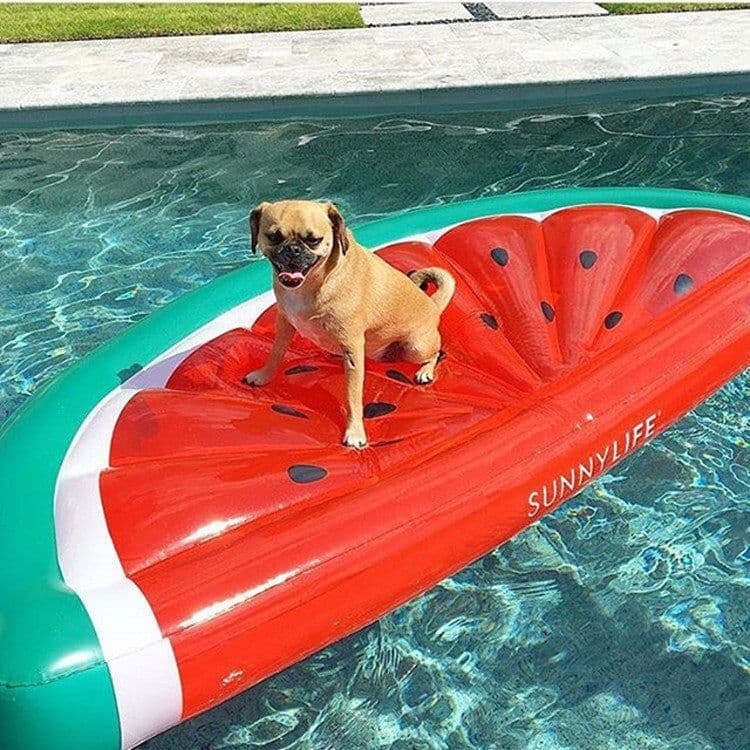 image-Half watermelon floating row