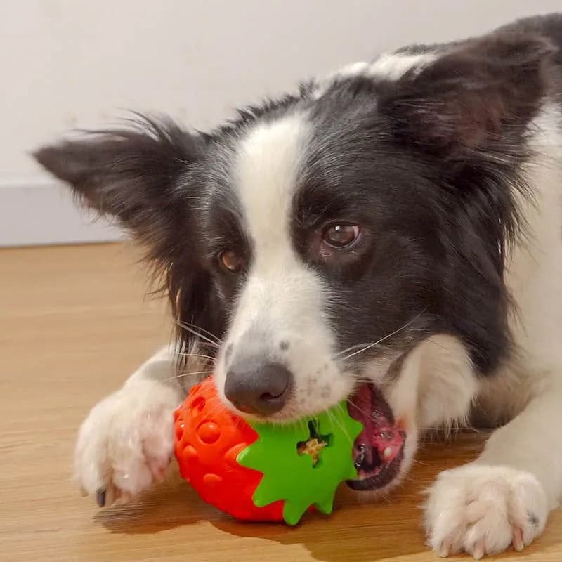 image-Pet Dog Teeth Cleaning Tooth Bite Resistant Toy Ball Dog Toy Pet Supplies
