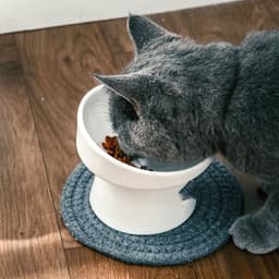 image-Cat Bowl Ceramic High-foot Oblique Single Bowl