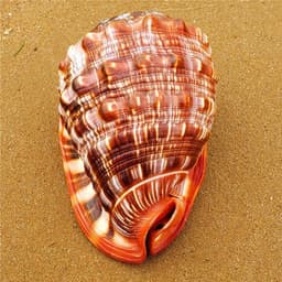 image-Natural Super Large Wanbao Snail French Snail Large Conch Landscaping