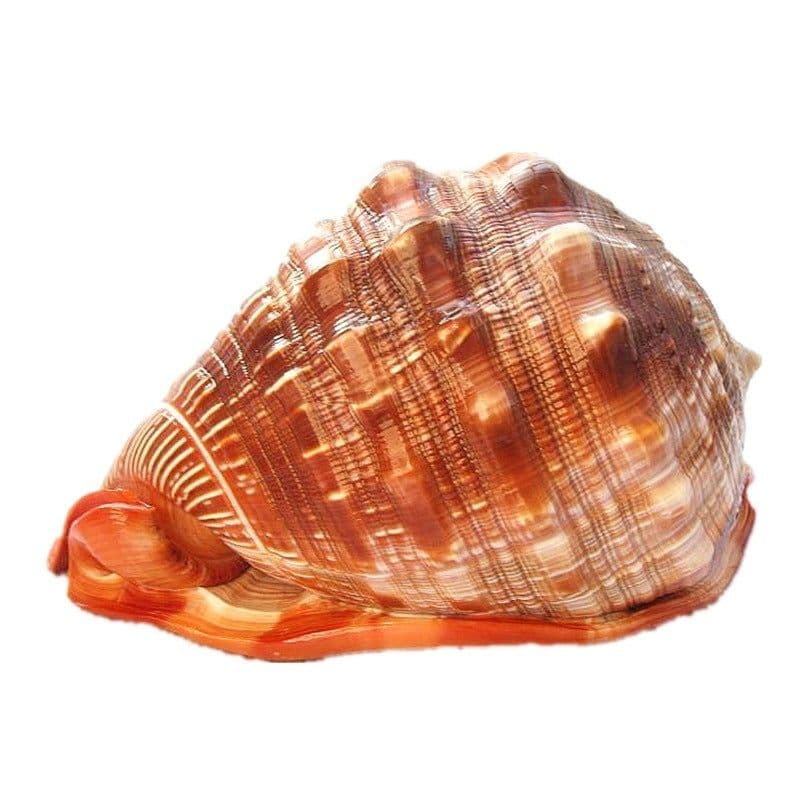 image-Natural Super Large Wanbao Snail French Snail Large Conch Landscaping