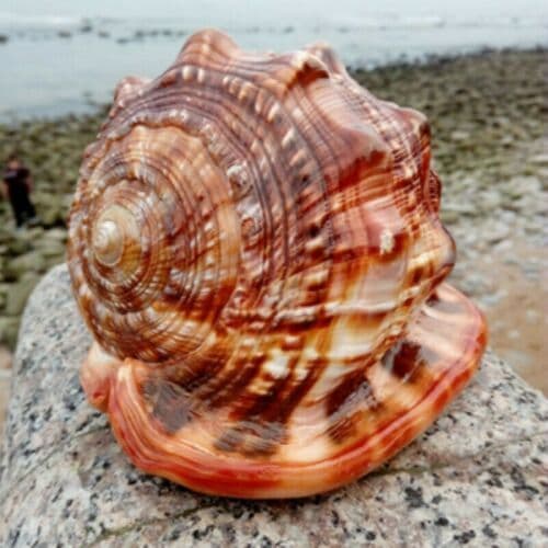 image-Natural Super Large Wanbao Snail French Snail Large Conch Landscaping