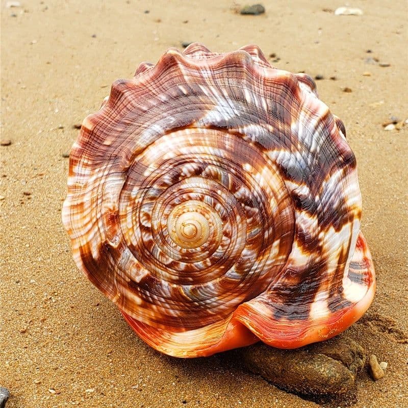 image-Natural Super Large Wanbao Snail French Snail Large Conch Landscaping