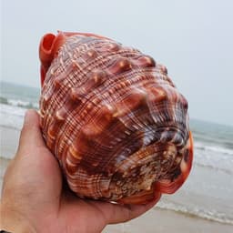image-Natural Super Large Wanbao Snail French Snail Large Conch Landscaping