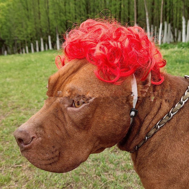 image-Pet Wig Afro Head Bangs Pigtail