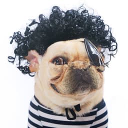 image-Pet Wig Afro Head Bangs Pigtail