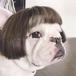 image-Pet Wig Afro Head Bangs Pigtail