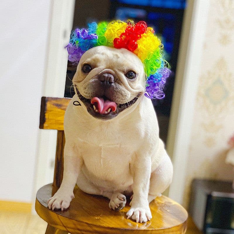 image-Pet Wig Afro Head Bangs Pigtail