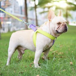 image-Color Pet Drawstring Leash Vest-style Dog Leash