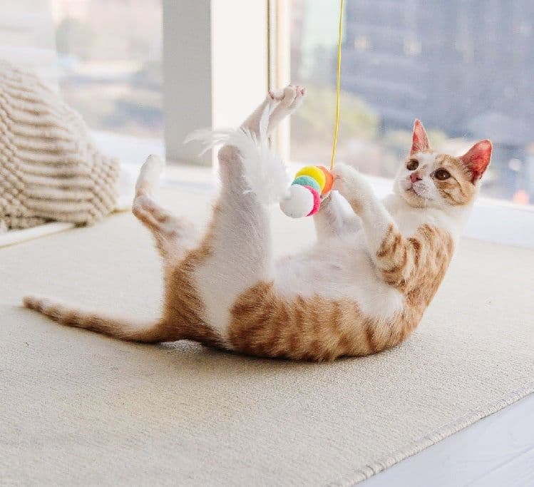 image-Cat Toys Simulated Caterpillar Cute Toys Funny Self-hey Interactive Toy Rope Grabbing Mouse Telescopic Hanging Cat Pet Supplies