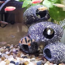 image-Fish Tank Stone View Decorative Landscaping Fish And Shrimp House Breeding