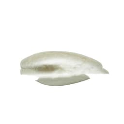 image-New Shell Color Acrylic Dinner Clutch