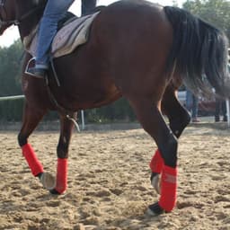 image-Horse Leg Straps Leg Wraps Leg Bandage Set