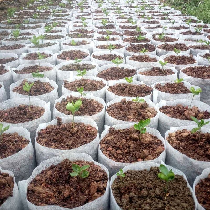 image-Non-woven Seedling Bag, Thick Degradable Container Cup, Tree Planting Bag, Nutrition Bag