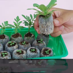 image-Gardening Tools Succulent Gardening Supplies Set Combination Planting Flowers Green Plants Succulents Tools