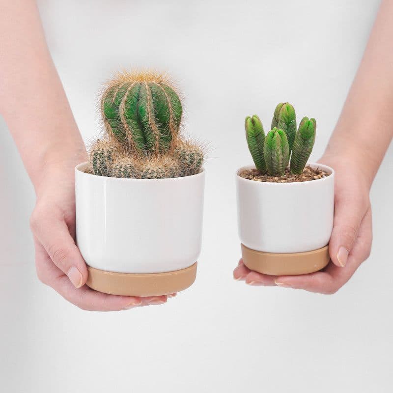 image-Round Double-Layer Succulent Green Dill Small Green Plant Flowerpot
