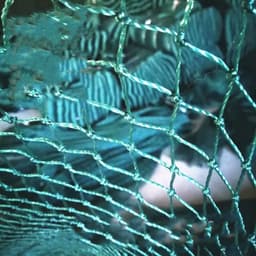 image-100m Poultry Chicken Netting Fence Chicken Netting Netting