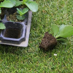 image-Rectangular Tray Sprout Nutrient Bowl Sprout Wheat Plastic Propagation Succulent Seedling Cup Pot