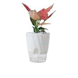 image-Lazy Green Dill Plant Automatic Water Feeding Small Flower Pot