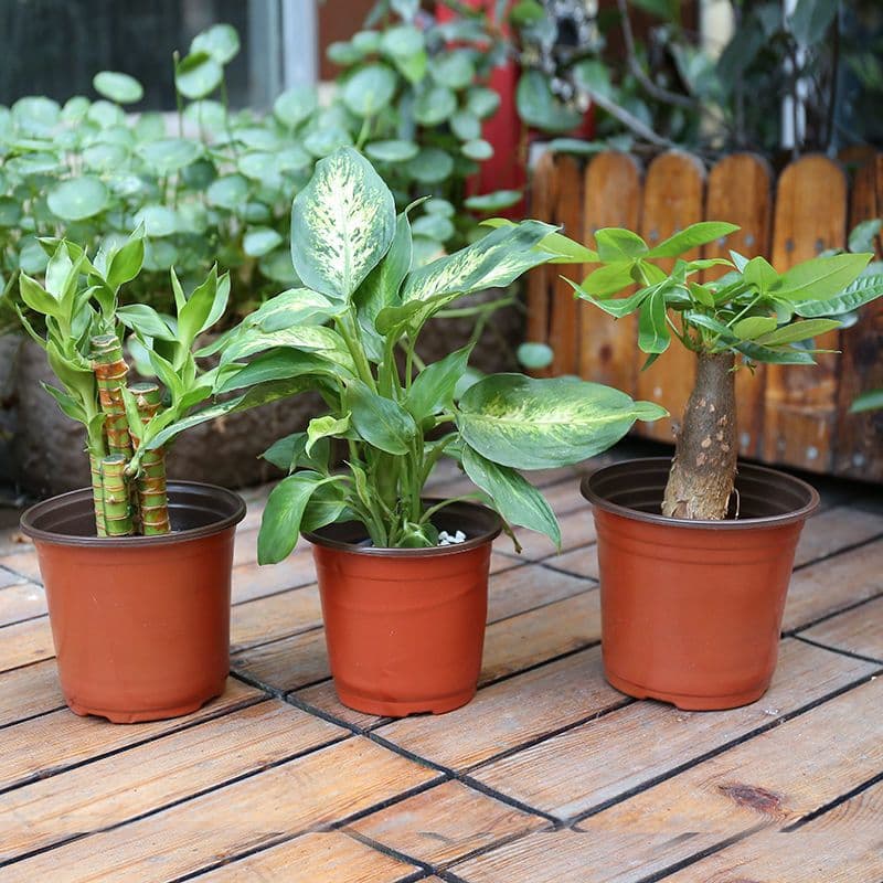 image-Plastic Nutrition Feeding Block Planting And Transplanting Pot Fall Not Bad Seedling Cup