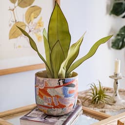 image-Matisse Ceramic Flower Pot Medium Art Flower Pot Succulent Plant Orchid Green Radish Pot