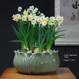 image-Non-porous Hydroponic Flowerpot Narcissus Hydrocotyle Household