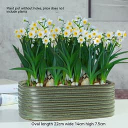image-Non-porous Hydroponic Flowerpot Narcissus Hydrocotyle Household